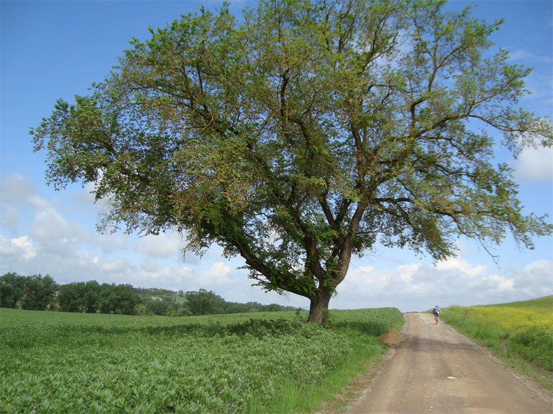 gal/2010/08 - Primavera_Estate_2010/quercia_primavera-01.jpg